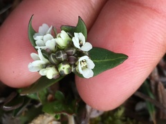 Eutrema edwardsii