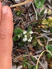 Eutrema edwardsii