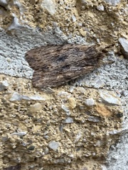 Lithophane petulca