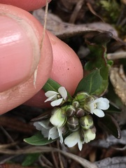 Eutrema edwardsii