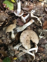 Cortinarius