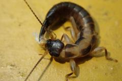 Cranopygia
