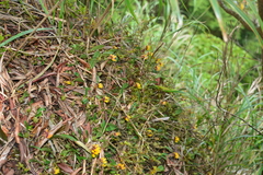 Bulbophyllum retusiusculum