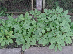 Scopolia caucasica