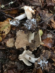 Hebeloma
