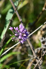 Allium spirale