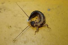 Cranopygia
