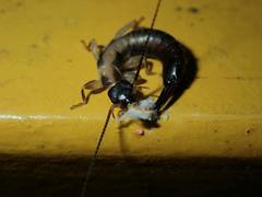 Cranopygia