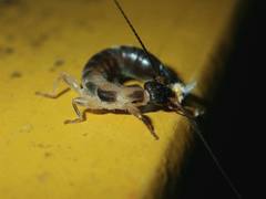 Cranopygia
