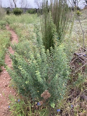 Lespedeza texana