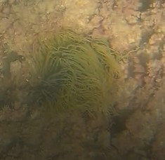 Anemonia viridis