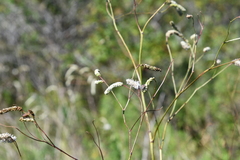 Sanguisorba parviflora