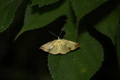 Corymica