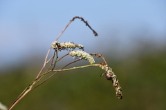 Sanguisorba parviflora