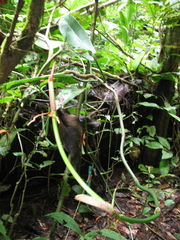 Philodendron heleniae