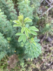 Lespedeza texana