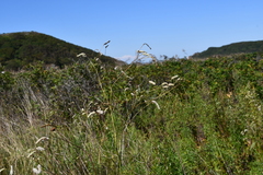 Sanguisorba parviflora