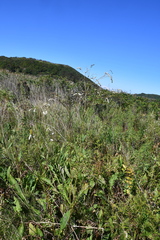 Sanguisorba parviflora