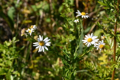 Aster incisus