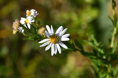 Aster incisus