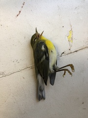 Setophaga americana