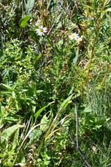 Aster incisus
