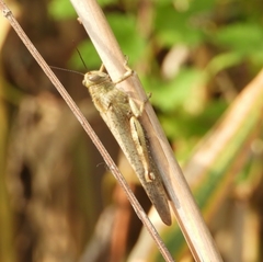 Anacridium aegyptium