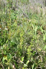 Thalictrum amurense