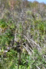 Thalictrum amurense