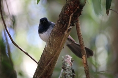 Trochocercus cyanomelas cyanomelas