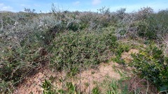 Ruschia klipbergensis