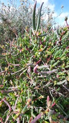 Ruschia klipbergensis