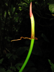 Philodendron heleniae