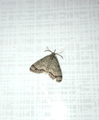 Episteira nigrilinearia