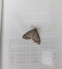 Episteira nigrilinearia