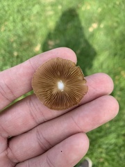 Bolbitius aleuriatus