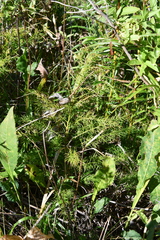 Asparagus schoberioides