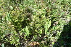 Asparagus schoberioides