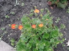 Geum coccineum