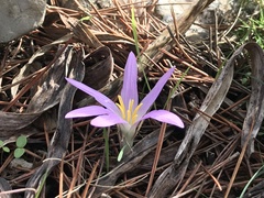 Colchicum filifolium