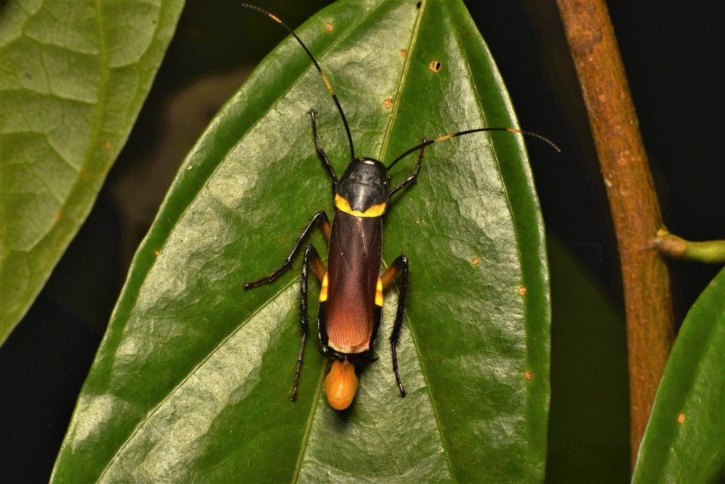 Eroblatta