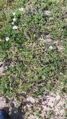 Lampranthus sociorum