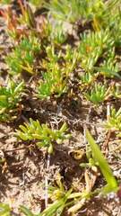 Lampranthus sociorum