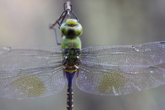 Anax indicus