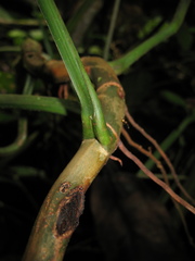 Philodendron heleniae