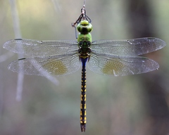 Anax indicus