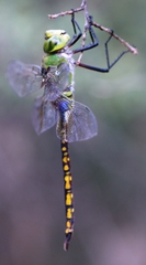 Anax indicus