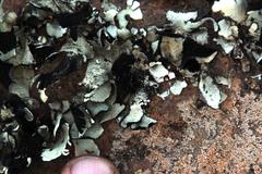 Xanthoparmelia hottentotta