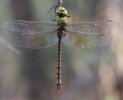 Anax indicus