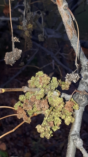 Ash Flower Gall Mite